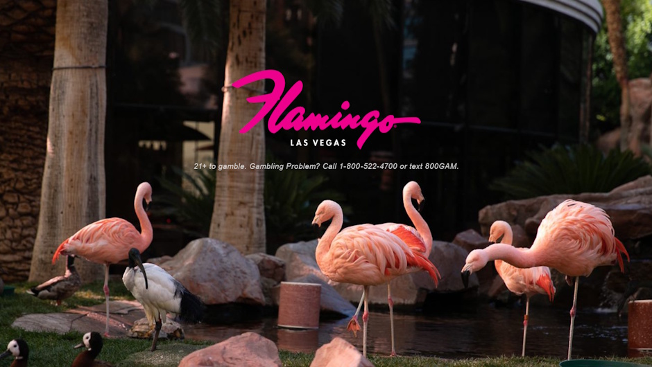 Flamingos in Las Vegas
